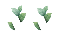 Organic Rasoyi