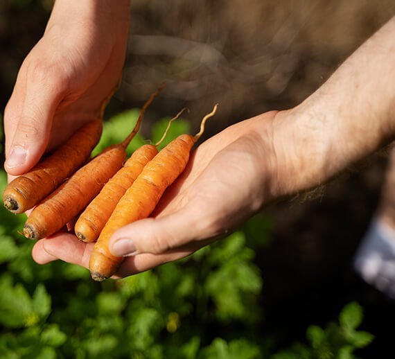 Organic Rasoyi