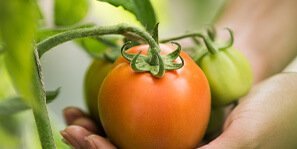 Organic Rasoyi